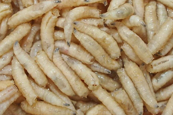 Минпромторг выступает за альтернативное мясо